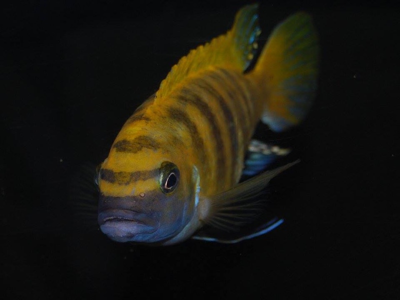 Maylandia sp. 'zebra gold' Kawanga